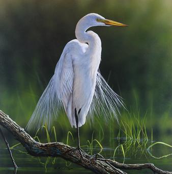 A great egret by Richard Clifton. SOURCE: RICHARD CLIFTON